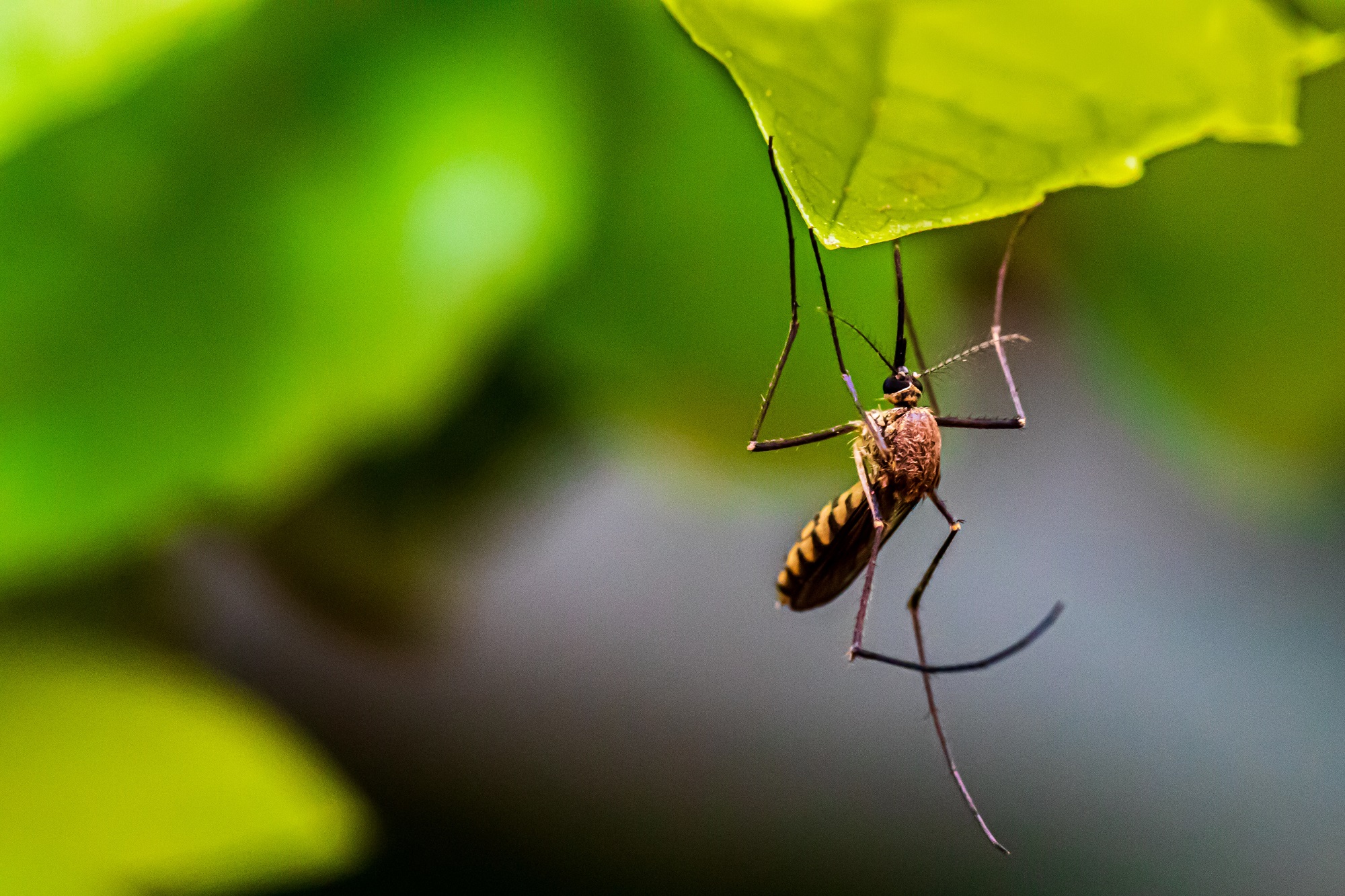 4 astuces efficaces pour éloigner les moustiques de la maison de manière naturelle