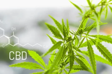 Quelles sont les caractéristiques des différentes variétés de fleurs CBD en 2025 ?