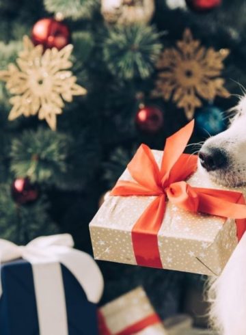 Calendrier de l'Avent pour chien 2022 : où trouver les meilleurs calendriers pour le récompenser