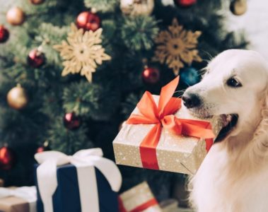 Calendrier de l'Avent pour chien 2022 : où trouver les meilleurs calendriers pour le récompenser