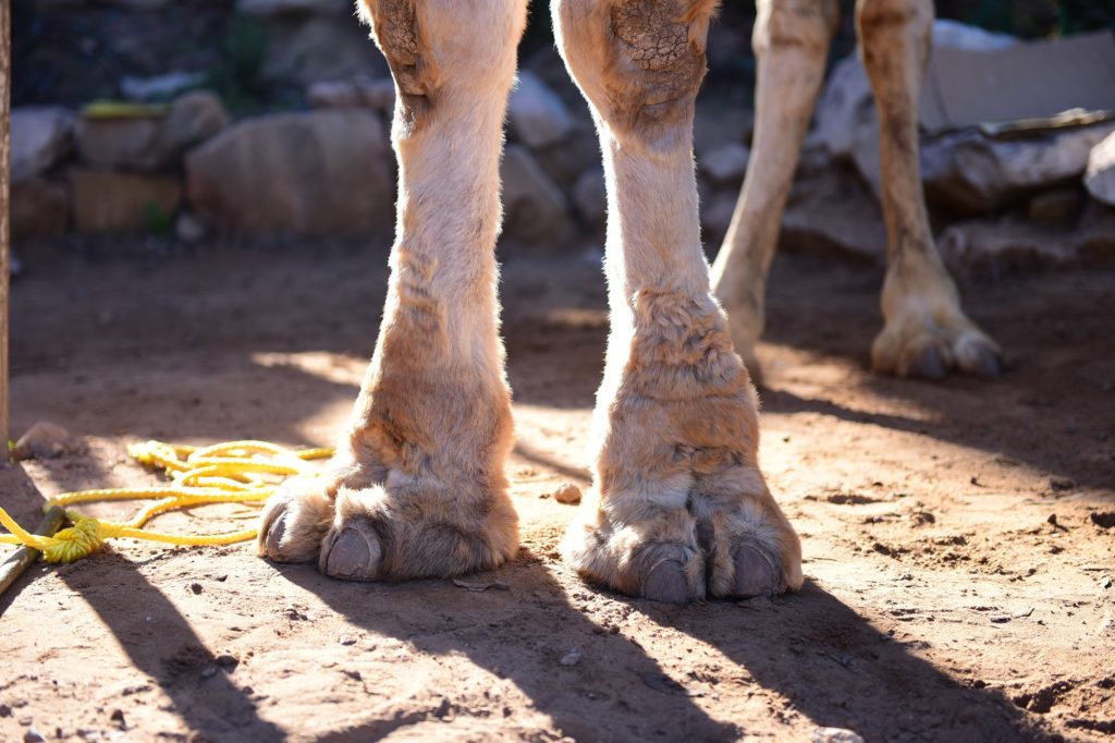 De la langue anglaise, le mot cameltoe signifie "orteil de chameau".