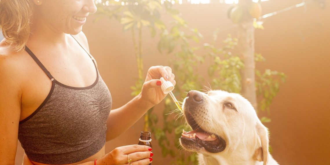 CBD pour chien stressé : est-ce que ça marche ? Est-ce dangereux ?