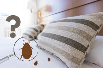 Comment savoir si les punaises de lit ont disparu : la technique infaillible