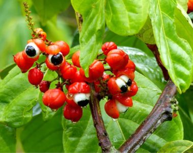 Perle d'Amazonie : la plante de Guarana aux multiples bienfaits