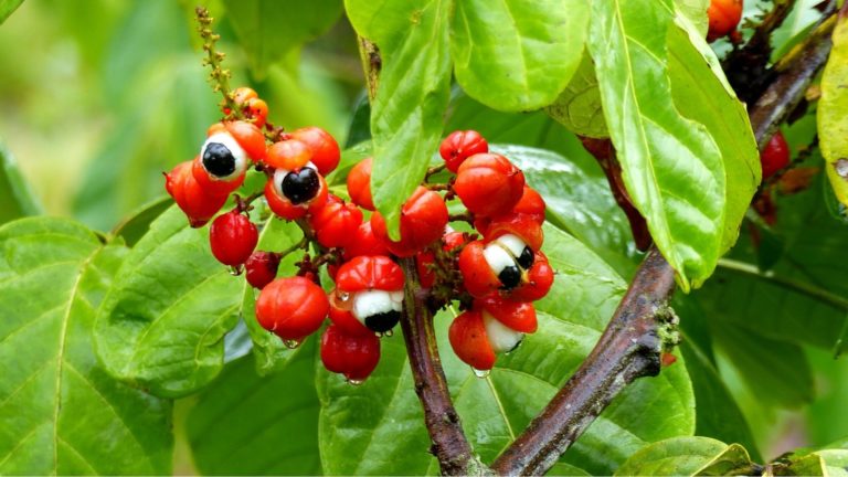 Perle d'Amazonie : la plante de Guarana aux multiples bienfaits
