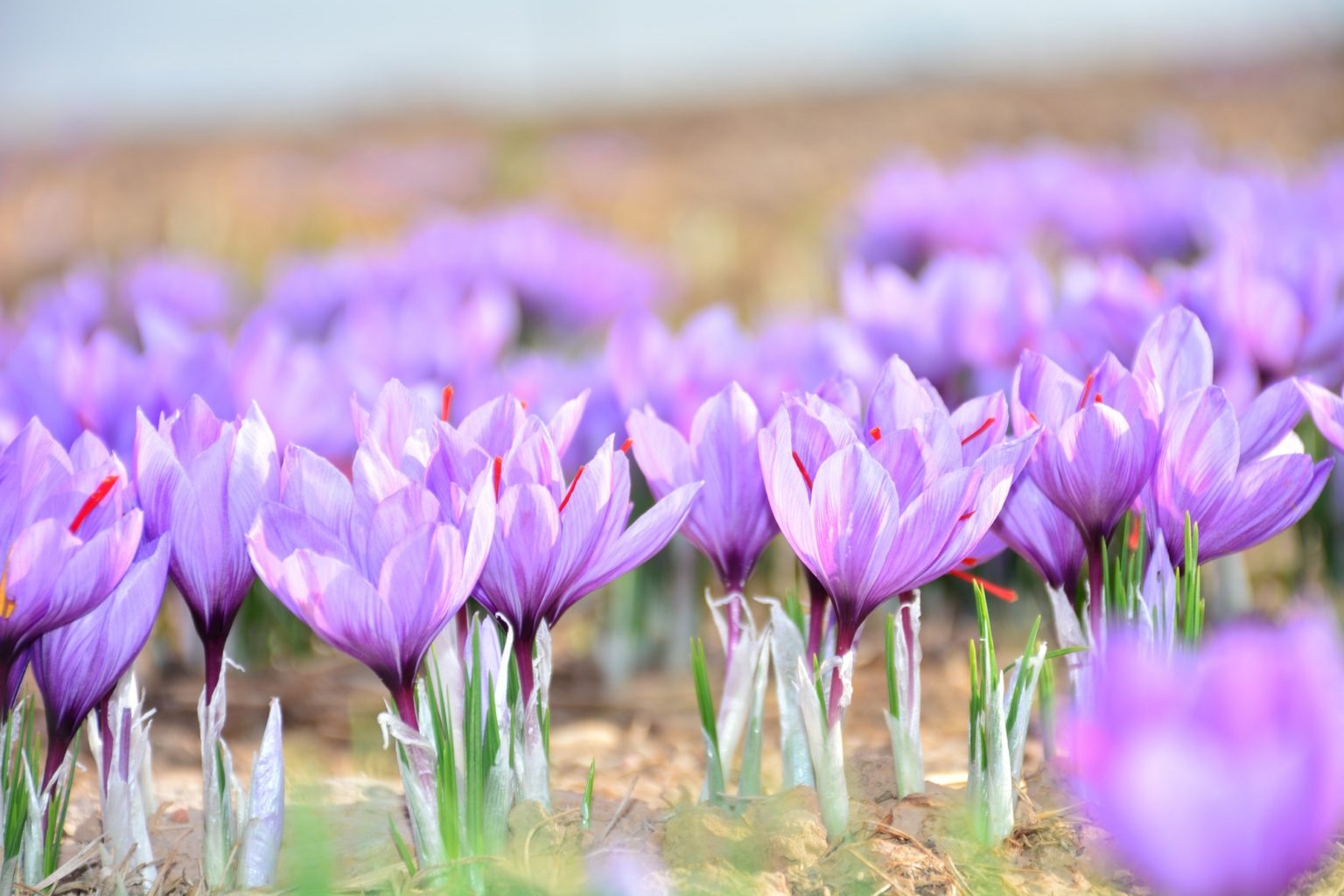 Head Trick Scan Vf Tome 2 Japscan Japscan : le guide pour tout savoir du site de scan-manga en janvier 2024