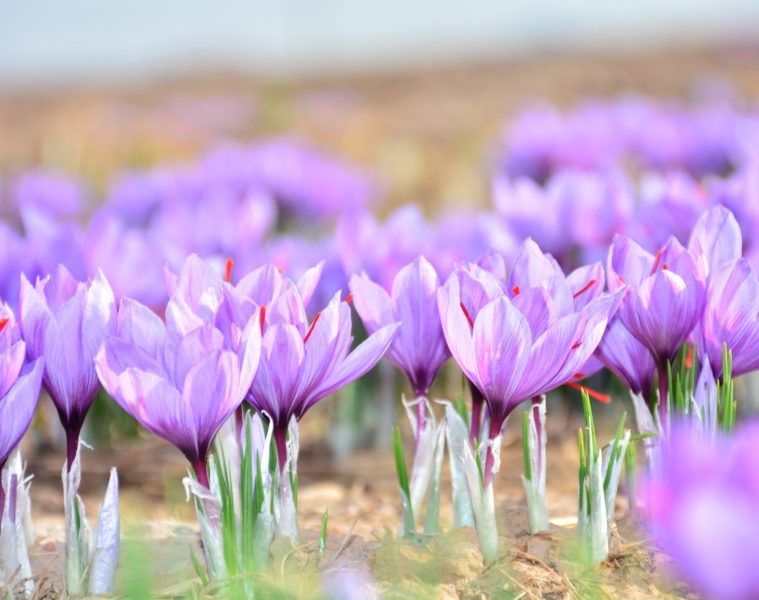 Rendement safran au m2 : est-ce rentable ?