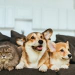 welsh corgi dogs and british longhair cat on sofa at home