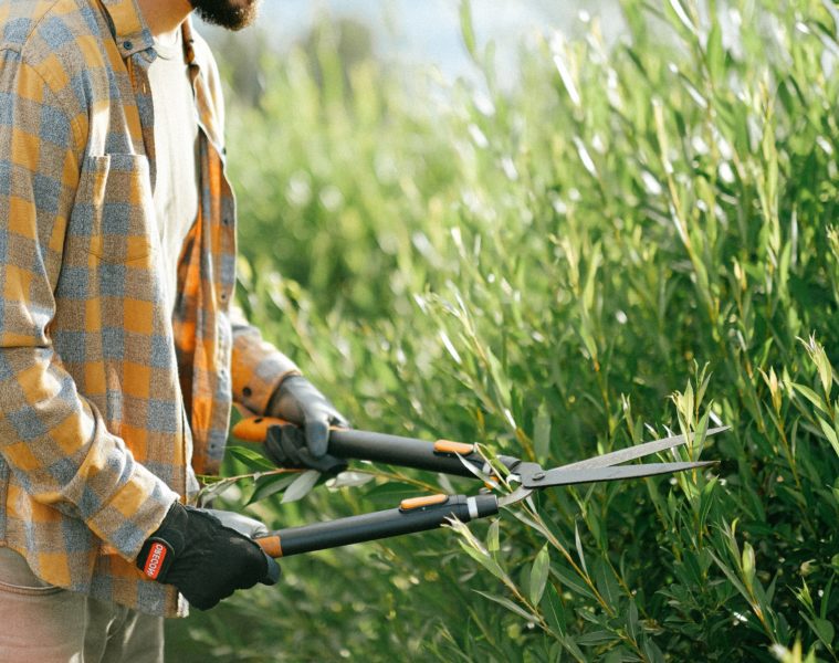 Comment lutter contre les espèces exotiques envahissantes dans son jardin en 2023