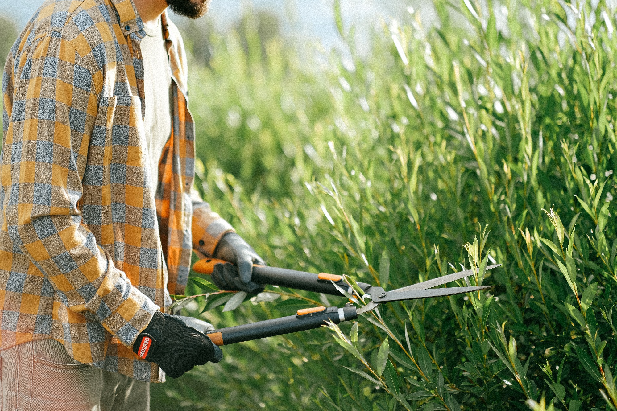 Comment lutter contre les espèces exotiques envahissantes dans son jardin en 2023