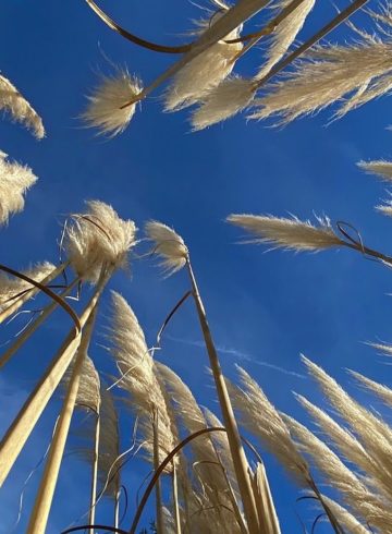 Comment intégrer les herbes de la pampa dans sa décoration d’intérieur ?