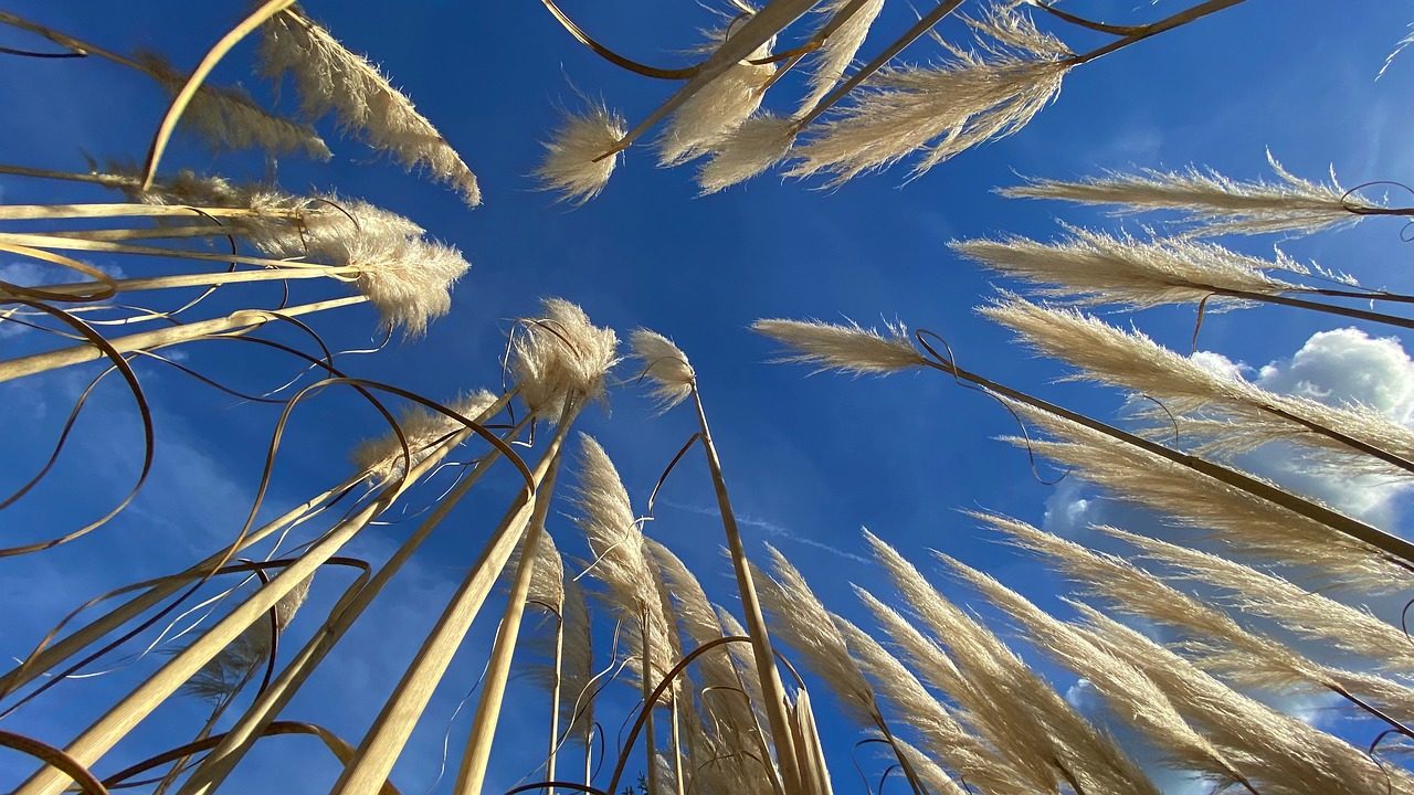 Comment intégrer les herbes de la pampa dans sa décoration d’intérieur ?