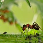 Comment se débarrasser des fourmis dans le jardin naturellement ?