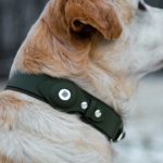 AirTag pour chien : la solution pour retrouver votre compagnon à quatre pattes