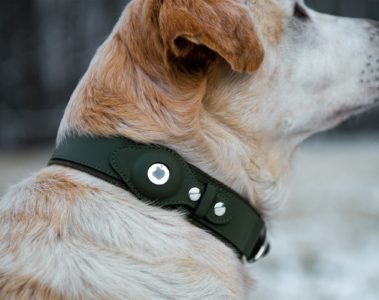 AirTag pour chien : la solution pour retrouver votre compagnon à quatre pattes
