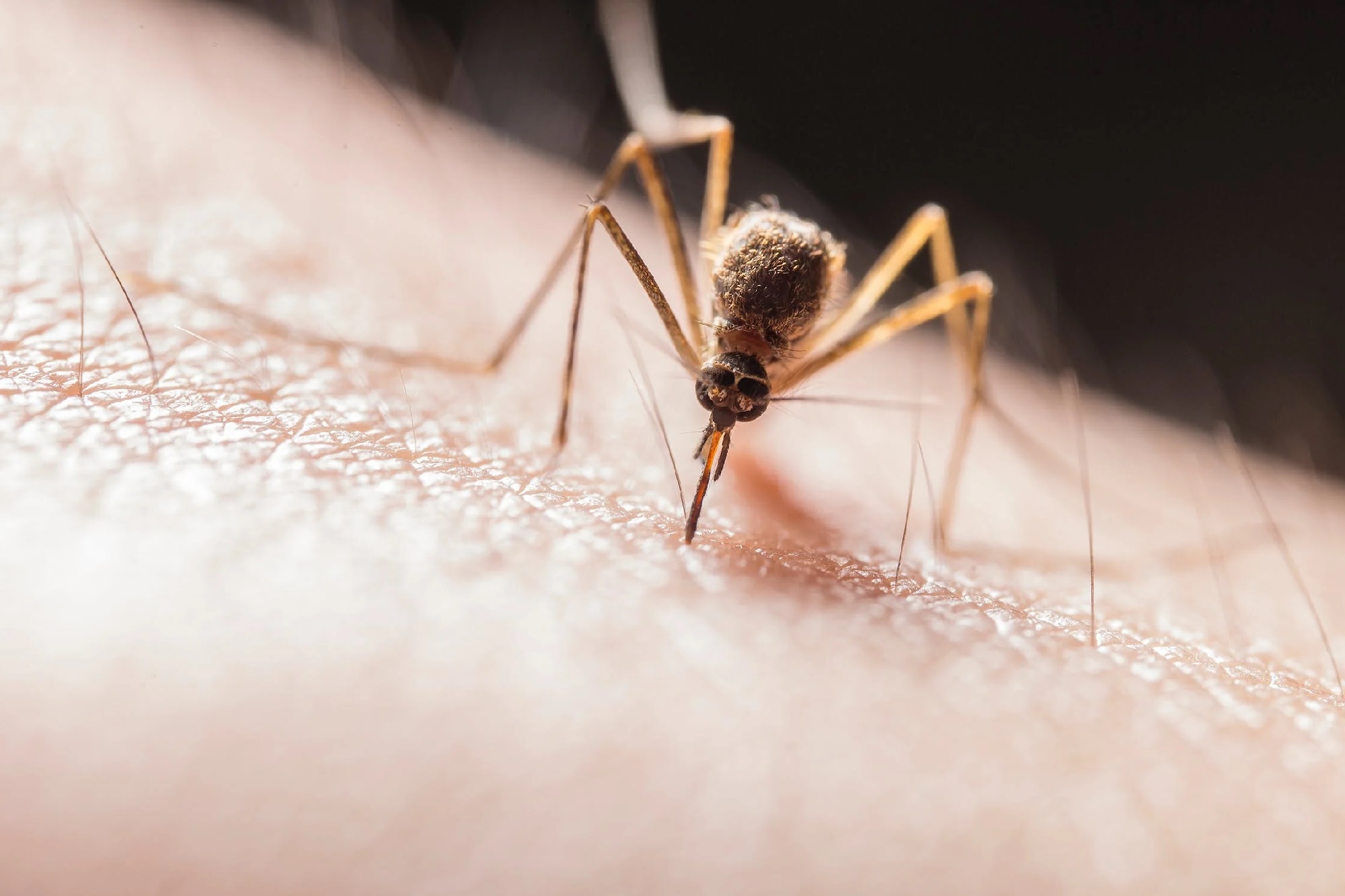 Pourquoi les moustiques me piquent : tout savoir pour les éviter