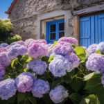 Hortensia en Bretagne : tout savoir sur cette plante si populaire