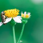 Pourquoi les hannetons nous foncent dessus ? Tout savoir !
