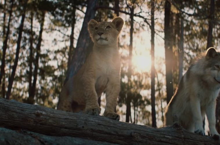 Comment se termine le film Le Loup et le Lion : explication de la fin