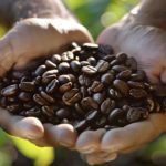 Comment bien choisir son café en grain : un guide complet