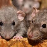 Comment stopper une invasion de rats ?