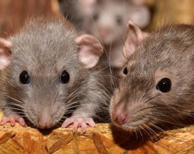 Comment stopper une invasion de rats ?