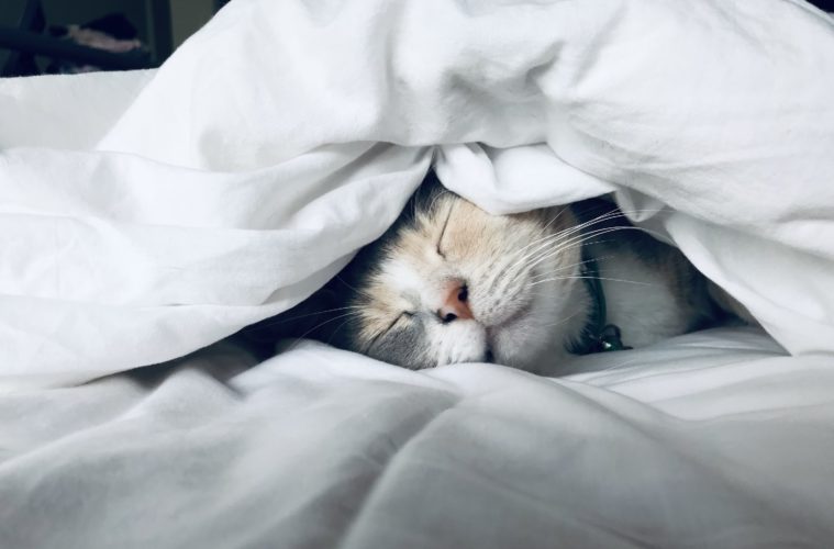 Quelles sont les différentes phases de sommeil et leur importance pour notre santé ?