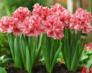 Des bulbes à fleurs pour embellir votre jardin