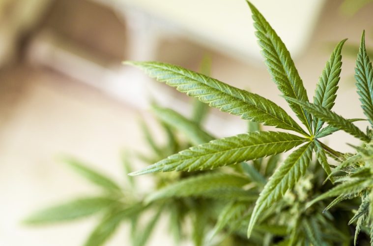 La France va-t-elle légaliser la marijuana après l'Allemagne ?