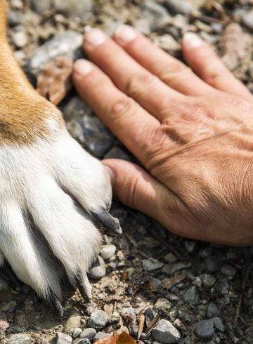 Renforcement positif pour l’American Bully : Comment éduquer votre chien avec succès