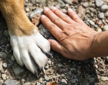 Renforcement positif pour l’American Bully : Comment éduquer votre chien avec succès