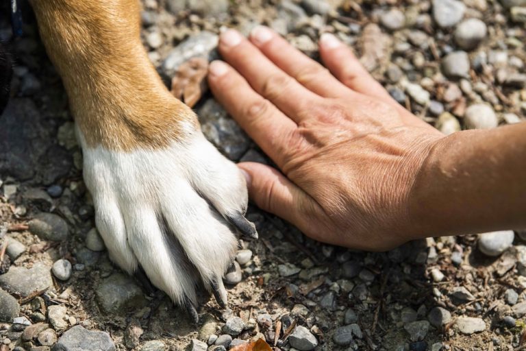 Renforcement positif pour l’American Bully : Comment éduquer votre chien avec succès