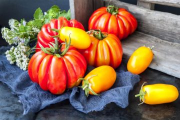 Comment préparer vos semis de tomates ? Conseils pratiques pour réussir