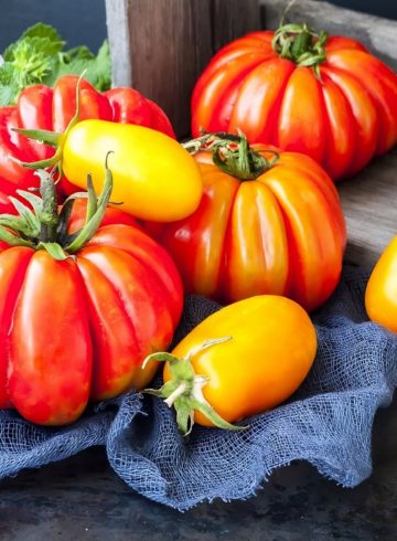 Comment préparer vos semis de tomates ? Conseils pratiques pour réussir