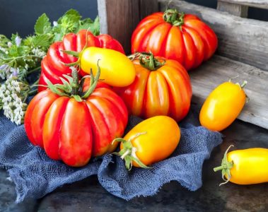 Comment préparer vos semis de tomates ? Conseils pratiques pour réussir