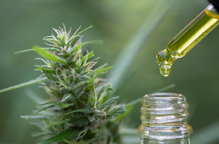 Quels sont les bienfaits des fleurs de CBD pour la santé ?