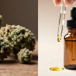 Fleurs de CBD ou huile : quelles différences pour les débutants ?