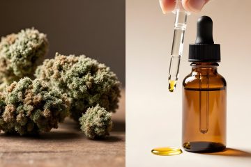 Fleurs de CBD ou huile : quelles différences pour les débutants ?