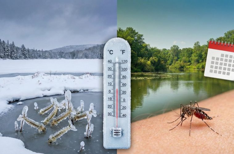 Aura-t-on moins de moustiques en 2026 après un hiver glacial ? Pas si sûr…