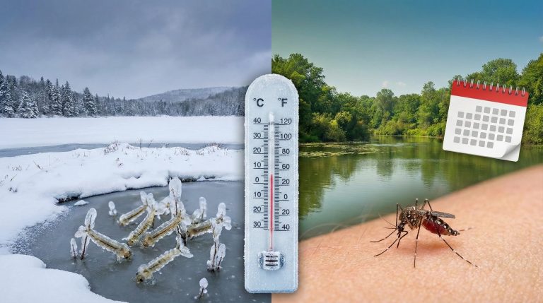 Aura-t-on moins de moustiques en 2026 après un hiver glacial ? Pas si sûr…