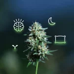Stress, sommeil, douleurs : ce que la fleur de CBD change vraiment Stress, sommeil, douleurs : ce que la fleur de CBD change vraiment