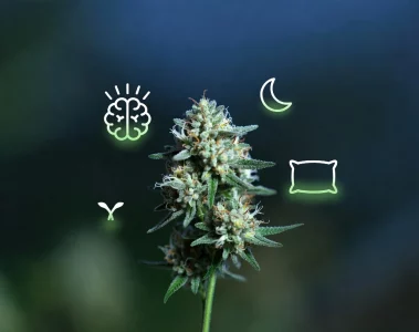 Stress, sommeil, douleurs : ce que la fleur de CBD change vraiment