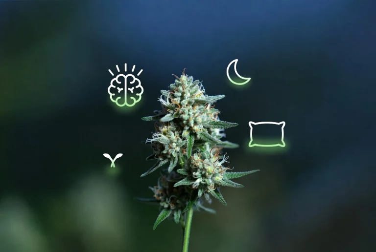 Stress, sommeil, douleurs : ce que la fleur de CBD change vraiment