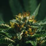 Fleur de CBD en gros plan avec beaucoup de pollen