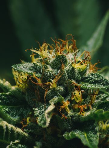 Fleur de CBD en gros plan avec beaucoup de pollen