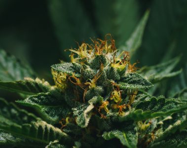 Fleur de CBD en gros plan avec beaucoup de pollen