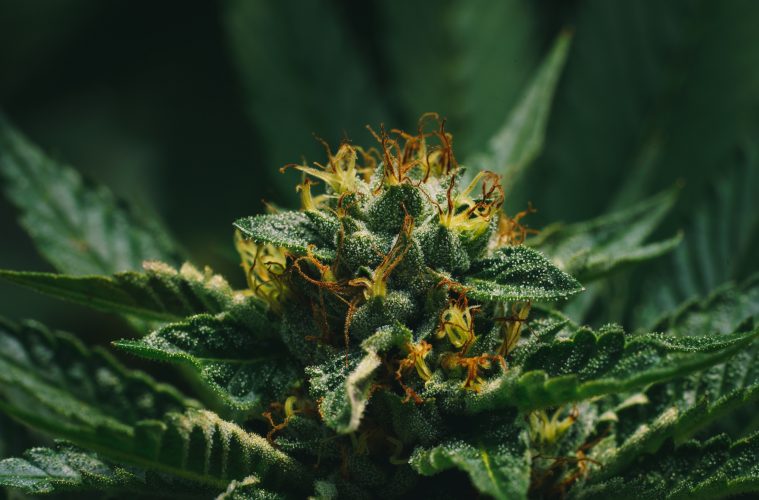 Fleur de CBD en gros plan avec beaucoup de pollen