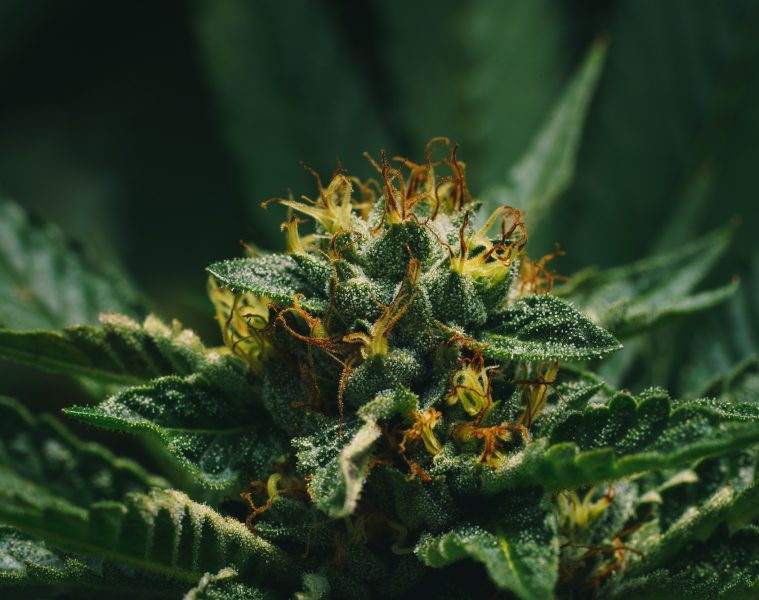 Fleur de CBD en gros plan avec beaucoup de pollen