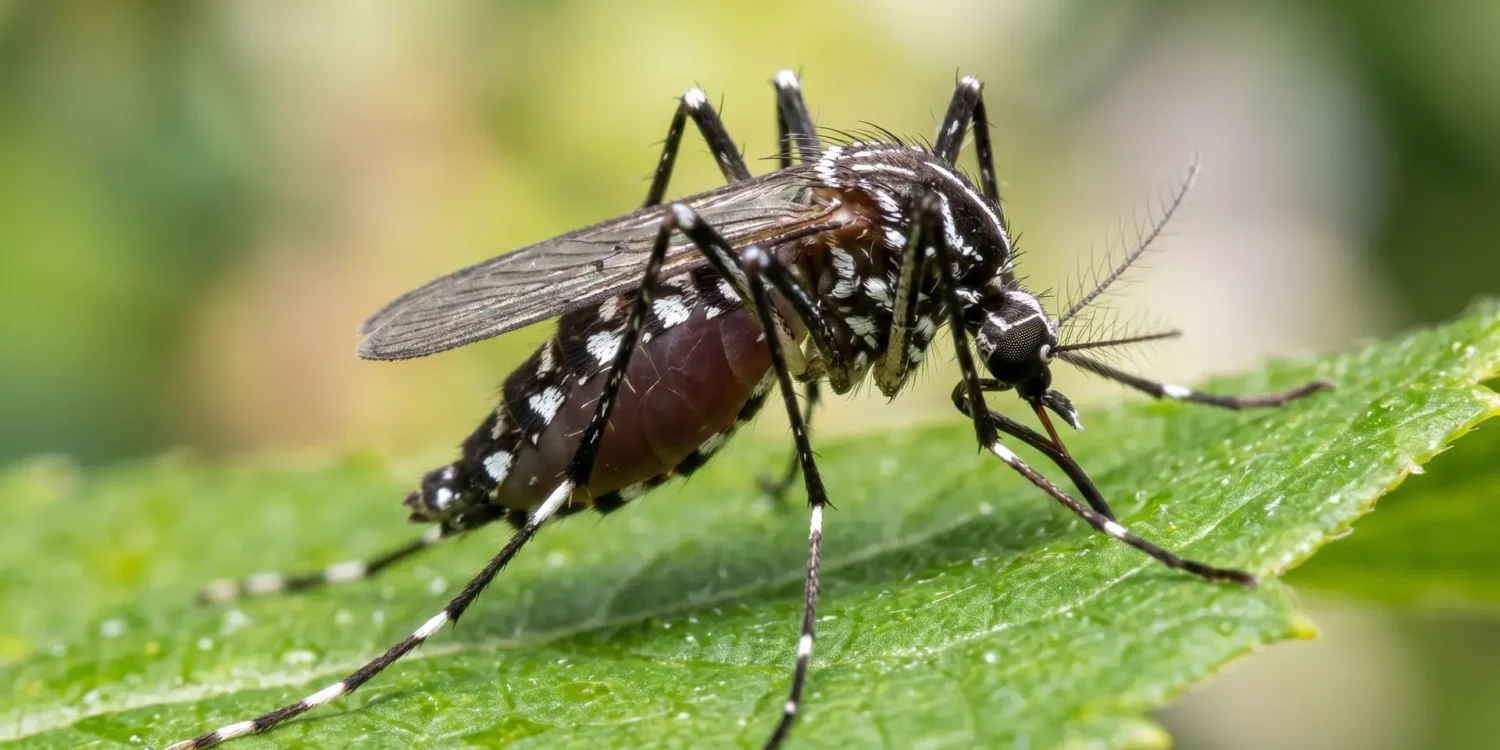 Gros plan macro sur un moustique tigre (Aedes albopictus) posé sur une feuille verte, rayures noires et blanches distinctives sur les pattes