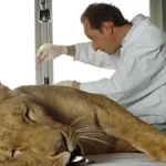 Laurent Kessler, interprété par Benoît Poelvoorde, auprès d’une lionne dans Entre ses mains (2005)